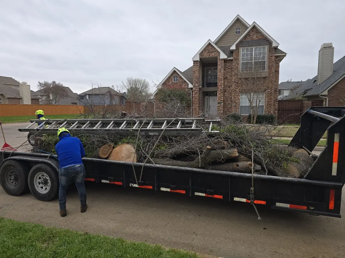 Expert Tree Fertilization with proper safety equipment in Seaboard